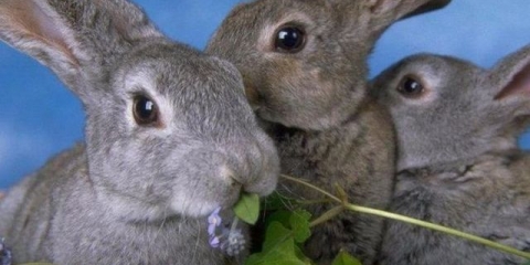 Da li je moguće zečevima dati čičak